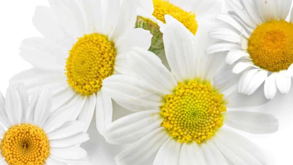 Chamomile