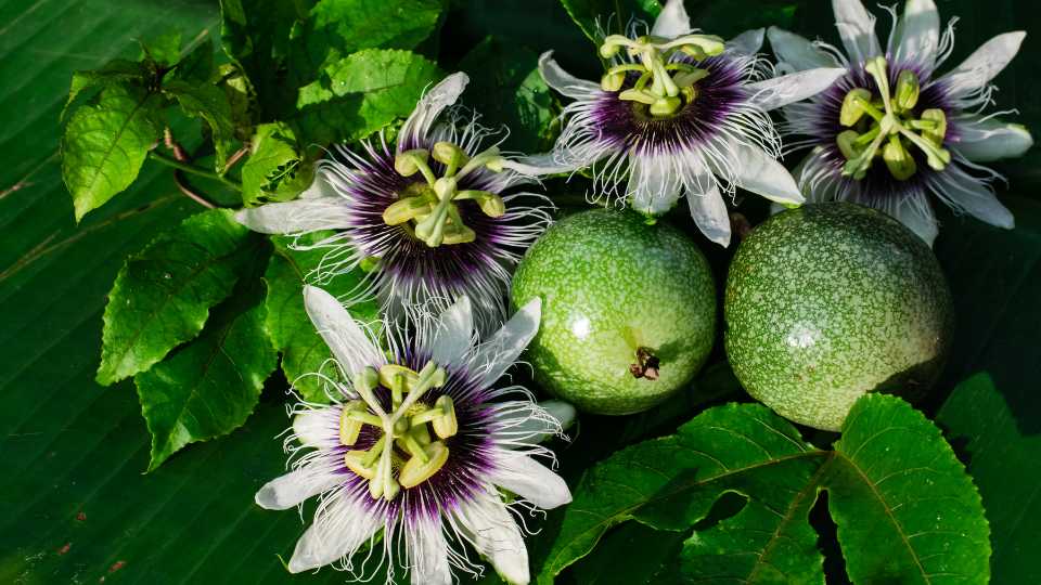 Passionflower 