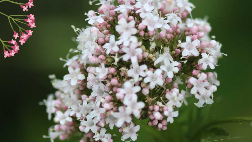 Valerian