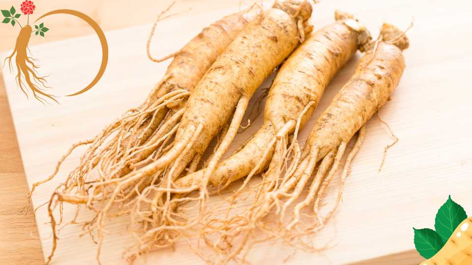 Ginseng