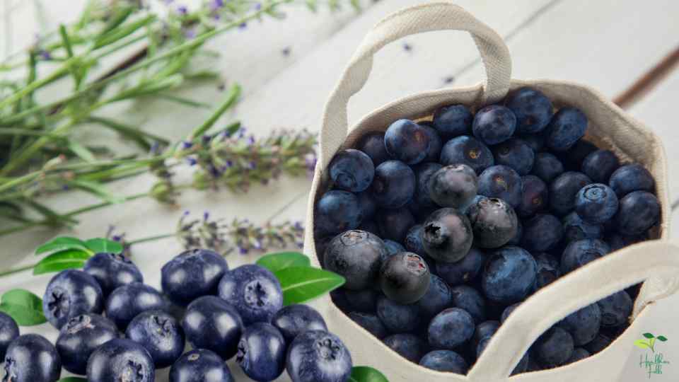 Bilberries