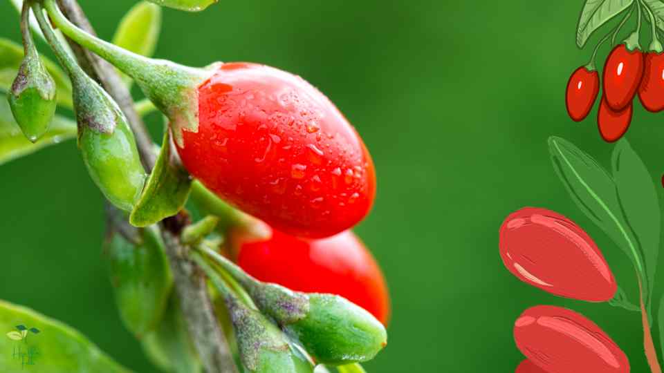 Goji berries