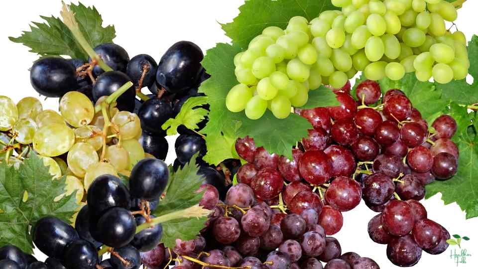 Grapes