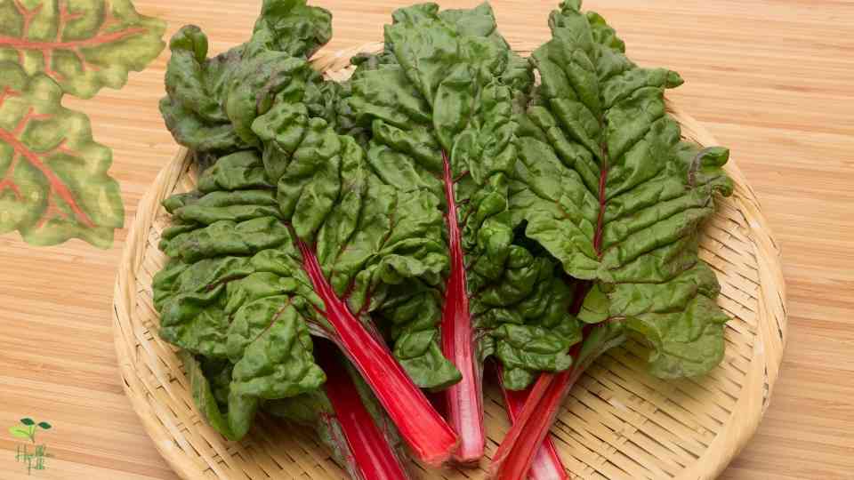 Swiss Chard